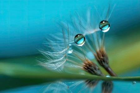 Dandelion seeds in droplets of water on the turquoise background Water drops on a parachutes dandelion. Generative AI illustrationの素材