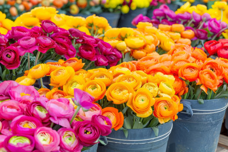 Bouquet of beautiful ranunculus flowers. Spring floral background. Generative AI illustrationの素材
