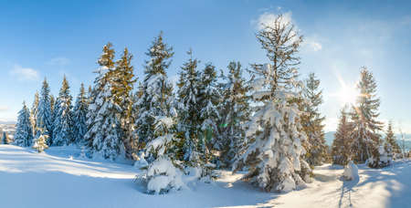 wonderfully majestic winter landscape glowing by sunlight. wintry scene. Carpathian, Ukraine, Europe. Beauty world. Happy New Yearの写真素材
