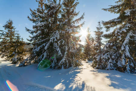 wonderfully majestic winter landscape glowing by sunlight. wintry scene. Carpathian, Ukraine, Europe. Beauty world. Happy New Yearの写真素材