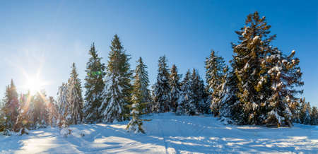 wonderfully majestic winter landscape glowing by sunlight. wintry scene. Carpathian, Ukraine, Europe. Beauty world. Happy New Yearの写真素材
