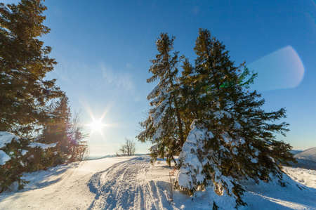 wonderfully majestic winter landscape glowing by sunlight. wintry scene. Carpathian, Ukraine, Europe. Beauty world. Happy New Yearの写真素材