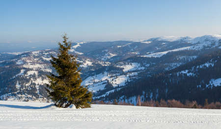 Wonderful wintery Scenery in sunny day. Winter landscape with snow capped mountain under sunlight. Popular hiking and travel place. Winter wonderland. stunning nature background. Carpathian mountains.の写真素材