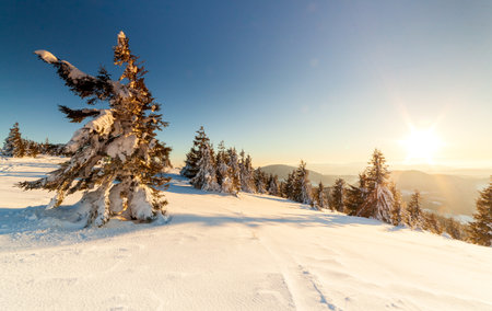 wonderfully majestic winter landscape glowing by sunlight. wintry scene. Carpathian, Ukraine, Europe. Beauty world. Happy New Yearの写真素材