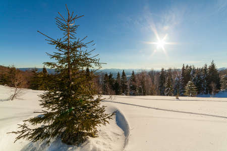 wonderfully majestic winter landscape glowing by sunlight. wintry scene. Carpathian, Ukraine, Europe. Beauty world. Happy New Yearの写真素材