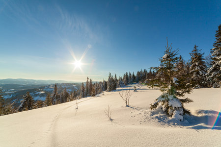 wonderfully majestic winter landscape glowing by sunlight. wintry scene. Carpathian, Ukraine, Europe. Beauty world. Happy New Yearの写真素材