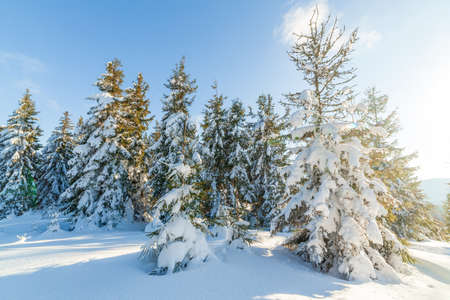 Wonderful wintery Scenery in sunny day. Winter landscape with snow capped mountain under sunlight. Popular hiking and travel place. Winter wonderland. stunning nature background. Carpathian mountains.の写真素材