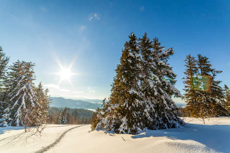 wonderfully majestic winter landscape glowing by sunlight. wintry scene. Carpathian, Ukraine, Europe. Beauty world. Happy New Yearの写真素材