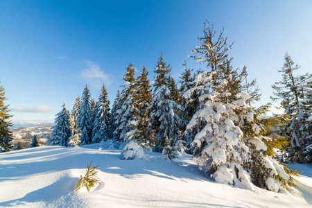 Wonderful wintery Scenery in sunny day. Winter landscape with snow capped mountain under sunlight. Popular hiking and travel place. Winter wonderland. stunning nature background. Carpathian mountains.の写真素材
