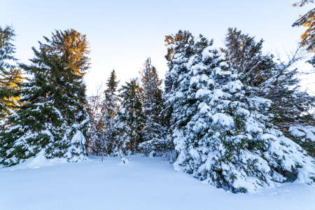 Wonderful wintery Scenery in sunny day. Winter landscape with snow capped mountain under sunlight. Popular hiking and travel place. Winter wonderland. stunning nature background. Carpathian mountains.の写真素材