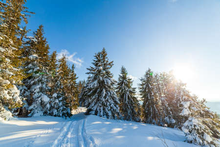 wonderfully majestic winter landscape glowing by sunlight. wintry scene. Carpathian, Ukraine, Europe. Beauty world. Happy New Yearの写真素材