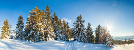 wonderfully majestic winter landscape glowing by sunlight. wintry scene. Carpathian, Ukraine, Europe. Beauty world. Happy New Yearの写真素材