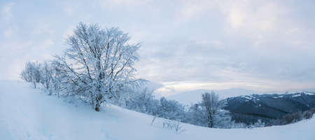 Beautiful landscape with the Carpathian mountains. Snow-capped mountain peaks from a height. A wonderful sky covers the snowy winter mountains. Ukraineの写真素材