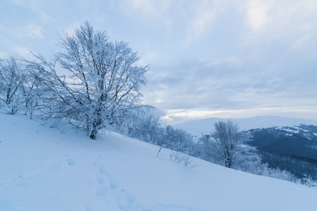 Beautiful landscape with the Carpathian mountains. Snow-capped mountain peaks from a height. A wonderful sky covers the snowy winter mountains. Ukraineの写真素材