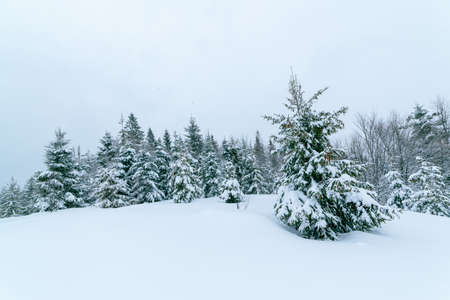 Winter landscape in fog with snow and branches covered with hoarfrost and frozen snow. High quality photoの写真素材
