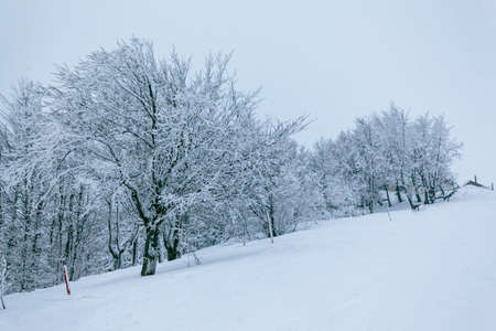 Winter landscape in fog with snow and branches covered with hoarfrost and frozen snow. High quality photoの写真素材