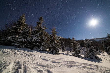 The majestic starry sky over the winter mountain landscape. Night scene. Wonderful tall fir trees with moonlight. Carpathians, Ukraine, Europe.の写真素材