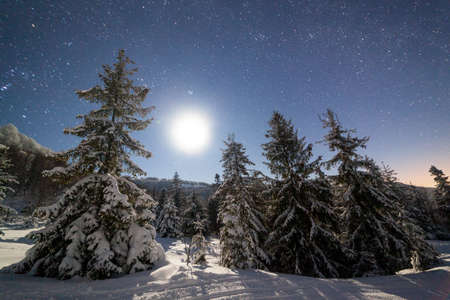 The majestic starry sky over the winter mountain landscape. Night scene. Wonderful tall fir trees with moonlight. Carpathians, Ukraine, Europe.の写真素材