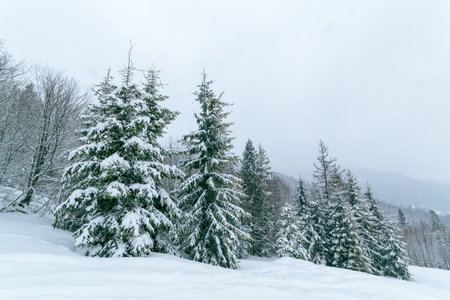 Winter landscape in fog with snow and branches covered with hoarfrost and frozen snow. High quality photoの写真素材