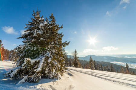 wonderfully majestic winter landscape glowing by sunlight. wintry scene. Carpathian, Ukraine, Europe. Beauty world. Happy New Yearの写真素材