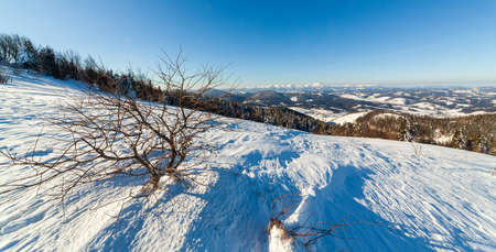 Wonderful wintery Scenery in sunny day. Winter landscape with snow capped mountain under sunlight. Popular hiking and travel place. Winter wonderland. stunning nature background. Carpathian mountains.の写真素材