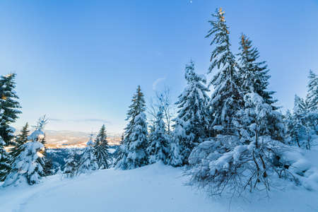 Wonderful wintery Scenery in sunny day. Winter landscape with snow capped mountain under sunlight. Popular hiking and travel place. Winter wonderland. stunning nature background. Carpathian mountains.の写真素材