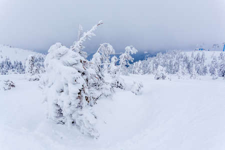 Frozen snow-covered fir forest after snowfall and gray sky in haze at winter day. Carpathian Mountains, Ukraineの写真素材