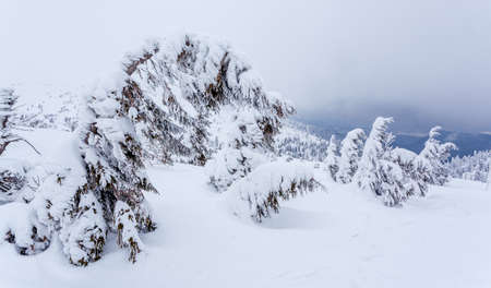 Frozen snow-covered fir forest after snowfall and gray sky in haze at winter day. Carpathian Mountains, Ukraineの写真素材