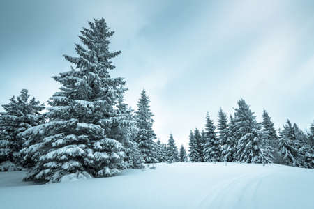 Winter weather with snowdrifts and fog in the mountain spruce forest. Trees curved under the weight of snowの写真素材