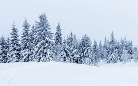Spruce Tree Forest Covered by Snow in Winter Landscape.の写真素材