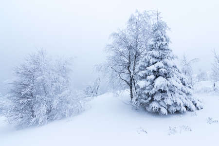 Winter trees in mountains covered with fresh snowの写真素材