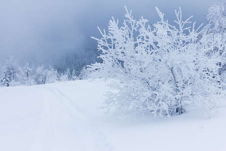 Winter trees in mountains covered with fresh snowの写真素材