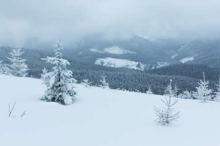 Winter landscape with snowy fir treesの写真素材