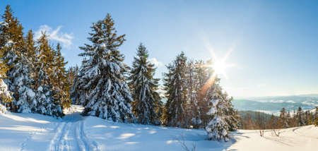 wonderfully majestic winter landscape glowing by sunlight. wintry scene. Carpathian, Ukraine, Europe. Beauty world. Happy New Yearの写真素材