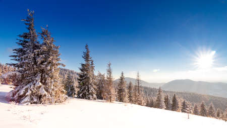 Winter trees in mountains covered with fresh snowの写真素材