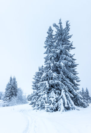 Spruce Tree Forest Covered by Snow in Winter Landscape.の写真素材