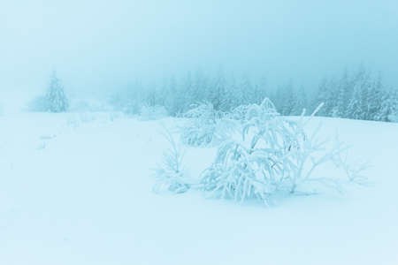 Winter trees in mountains covered with fresh snowの写真素材