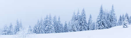 Winter trees in mountains covered with fresh snowの写真素材