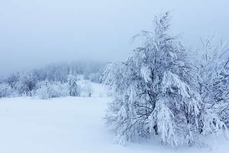 Winter landscape with snowy fir treesの写真素材