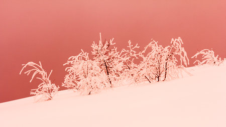 Winter landscape with snowy fir treesの写真素材