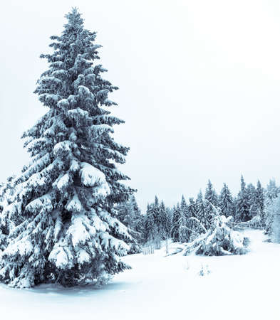 Spruce Tree Forest Covered by Snow in Winter Landscape.の写真素材