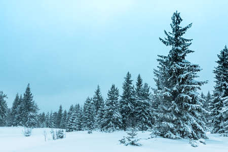 Winter weather with snowdrifts and fog in the mountain spruce forest. Trees curved under the weight...