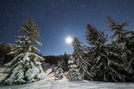 The majestic starry sky over the winter mountain landscape. Night scene. Wonderful tall fir trees with moonlight. Carpathians, Ukraine, Europe.の写真素材