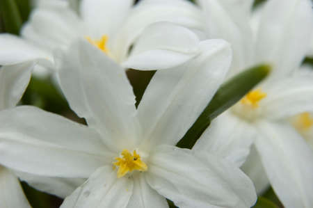 Spring flower of almonds tree. Element of design.の写真素材
