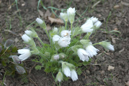 Snowdrop flowes, Ukraine, Carpathian Mountainsの写真素材