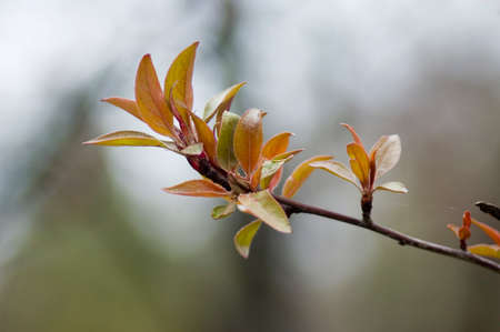 Spring inflorescence on leafy trees and green sprout.の写真素材