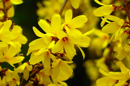 European forsythia or Beatrix farrand forsythia outstanding showy golden-yellow springの写真素材