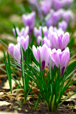 Flowers purple crocus in the snow, spring landscapeの写真素材