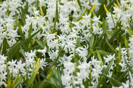 white hyacinth in a field a field in Ukraineの写真素材