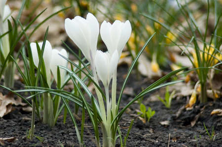 Small white saffron flowers in green grass are a beautiful viewの写真素材